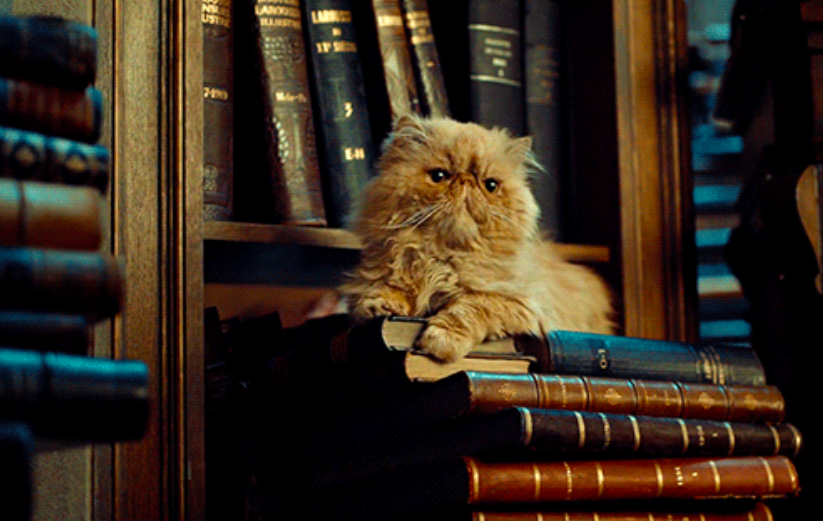 2. Crookshanks from Harry Potter mediafeed