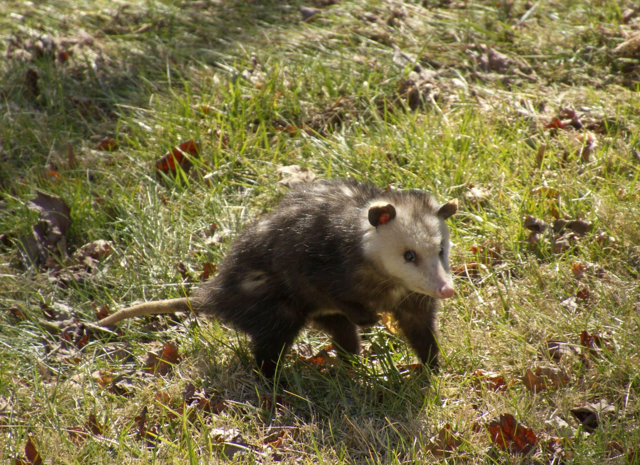 Opossums are cute & these photos will prove it - MediaFeed