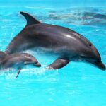 dolphin