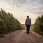 Farmer checking on the hardiness of his plants as he walks through a path in his corn field