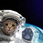 cat in space